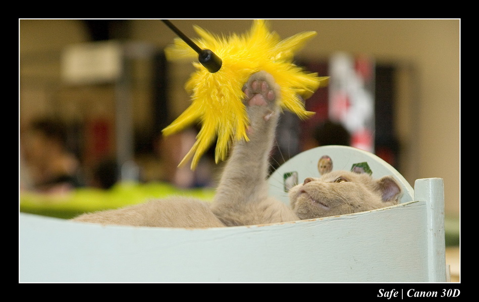 Sep 06 - Salon des animaux de compagnies - 25